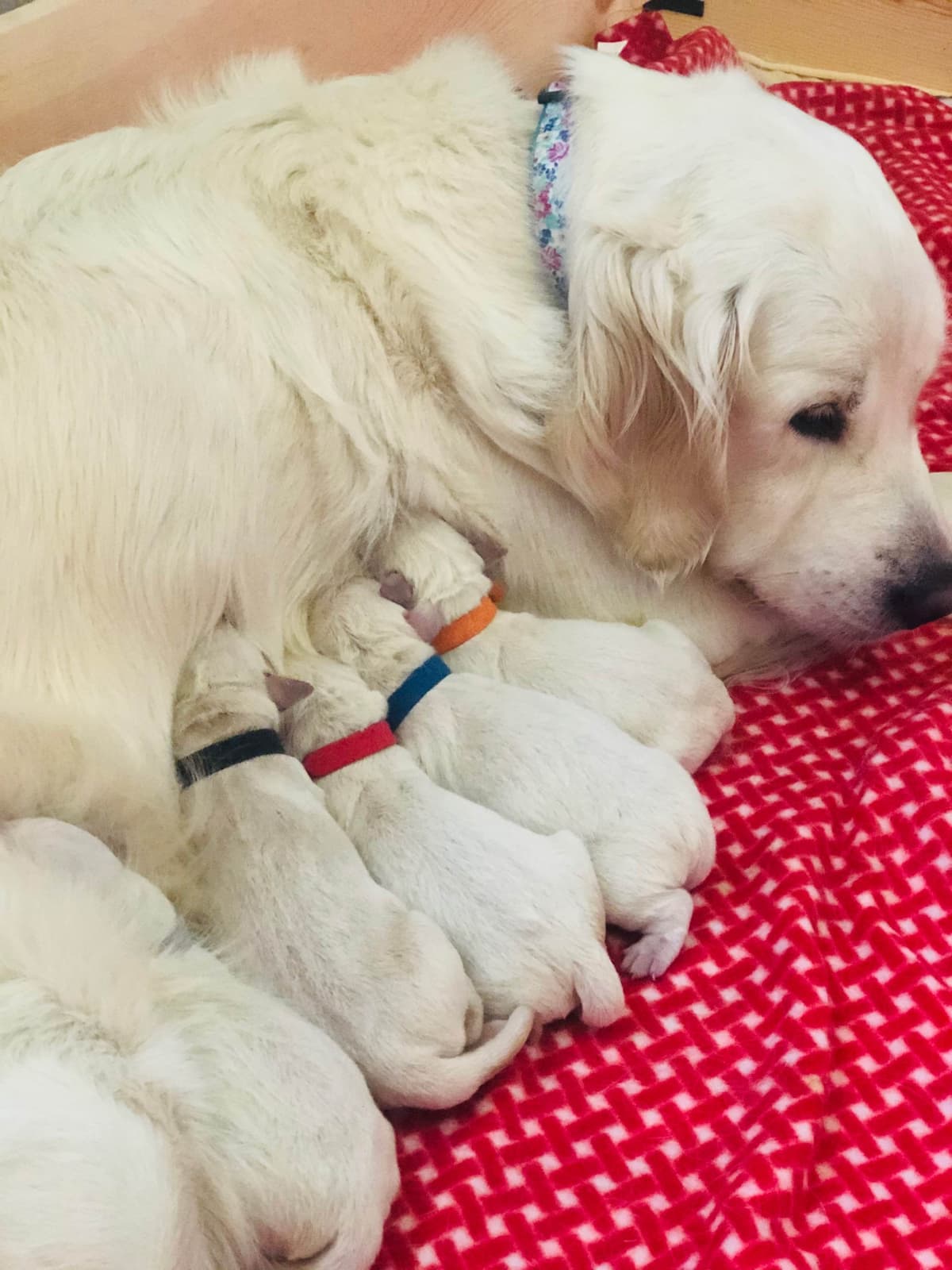 Golden Retriever Puppies breeder image 40