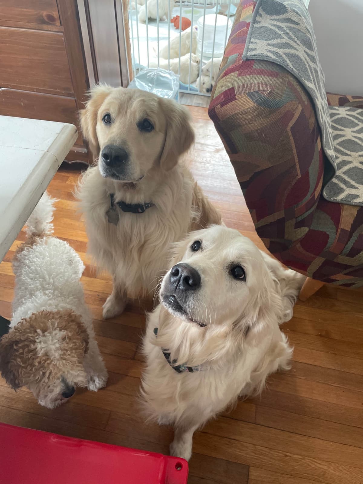 Golden Retriever Puppies breeder image 43