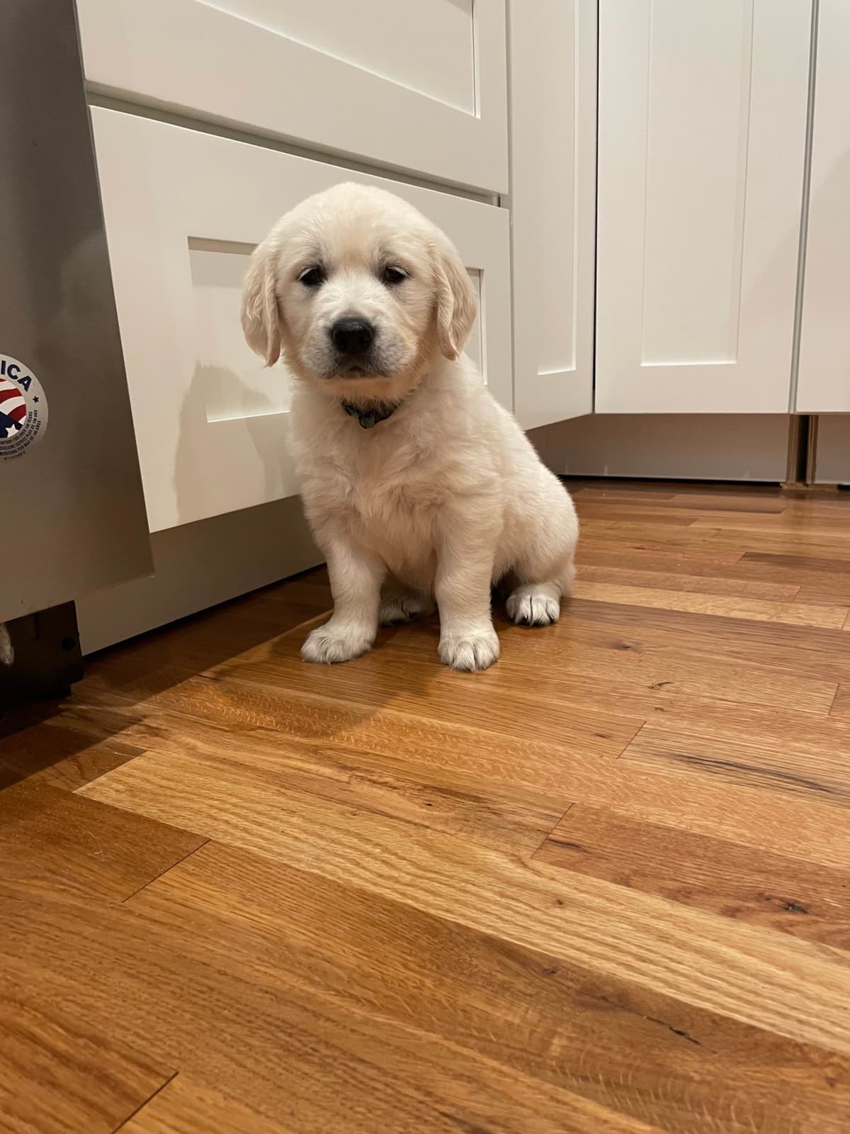 Golden Retriever Puppies breeder image 44