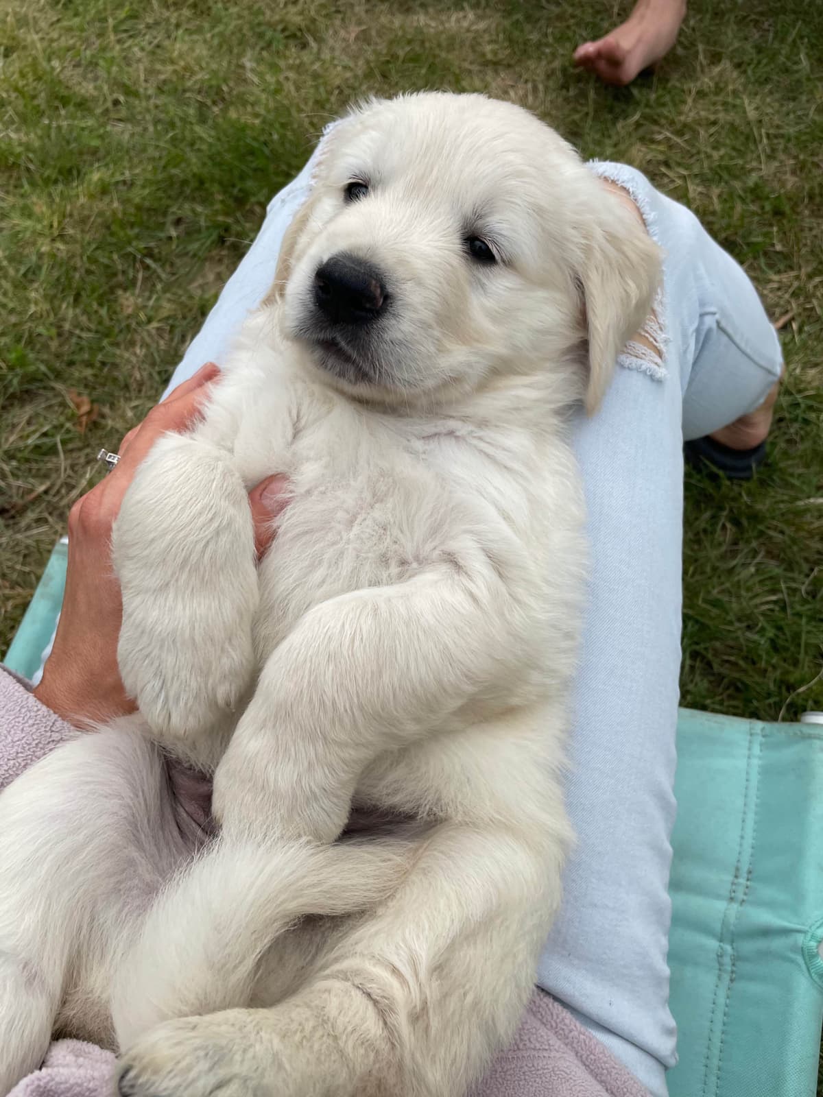 Golden Retriever Puppies breeder image 45