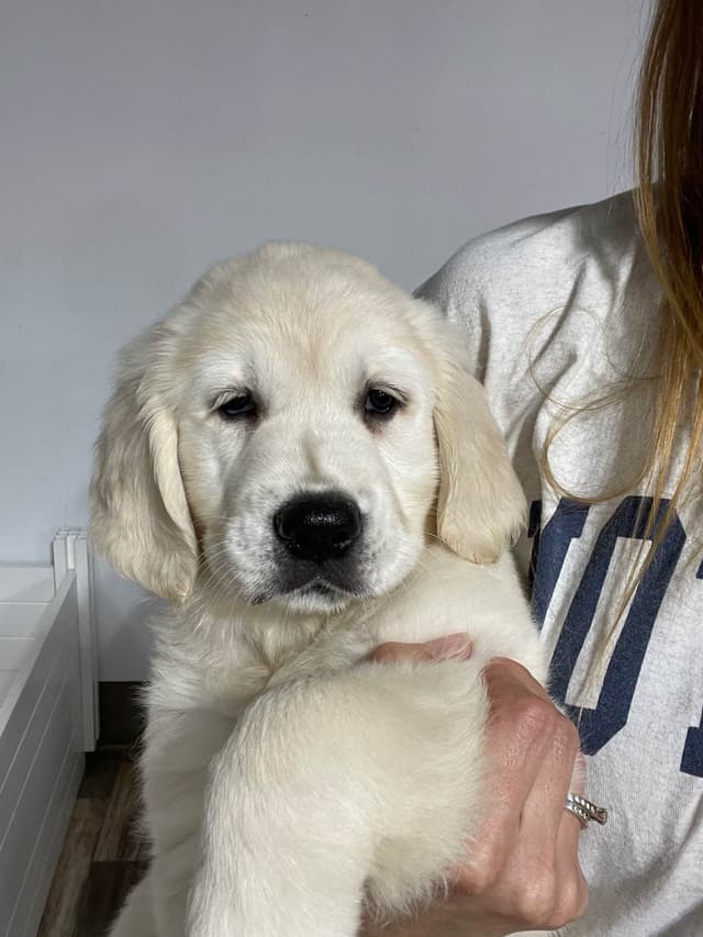Golden Retriever Puppies media 2