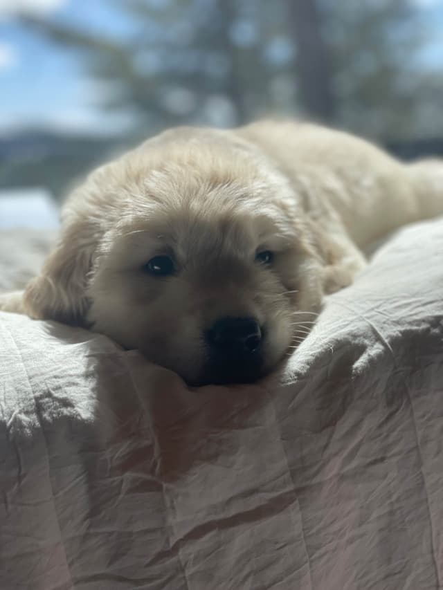 Golden Retriever Puppies media 4