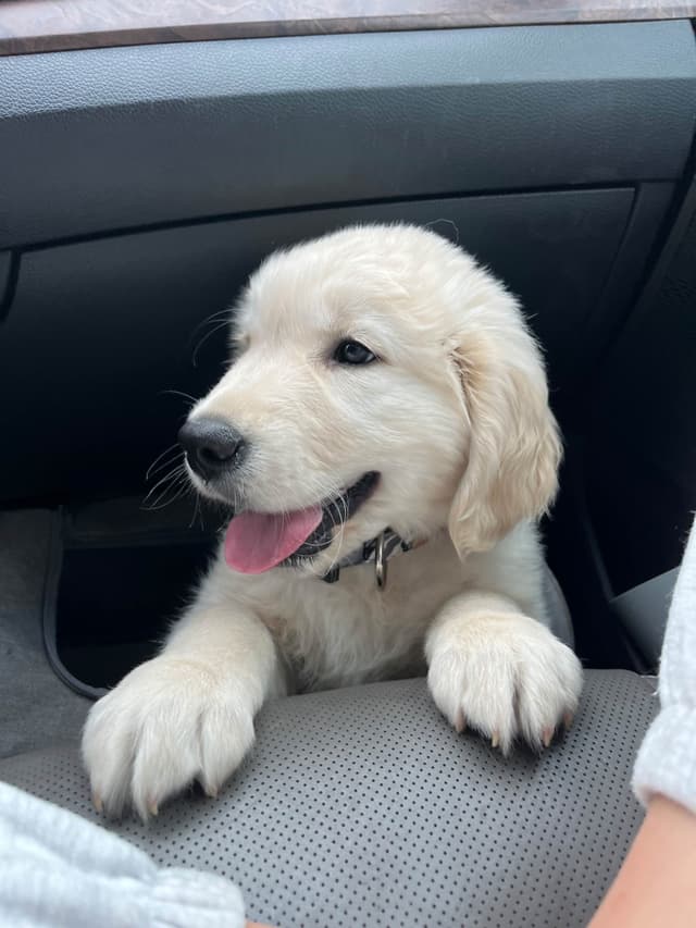 Golden Retriever Puppies media 5