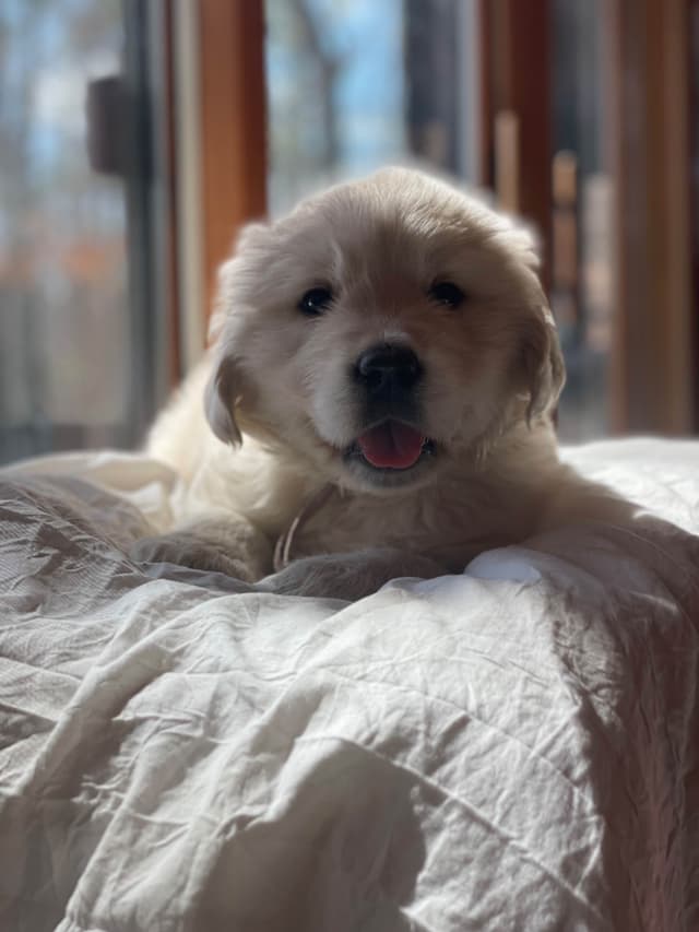 Golden Retriever Puppies media 6