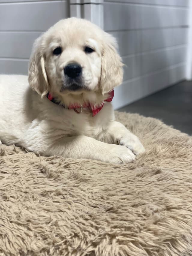 Golden Retriever Puppies media 8