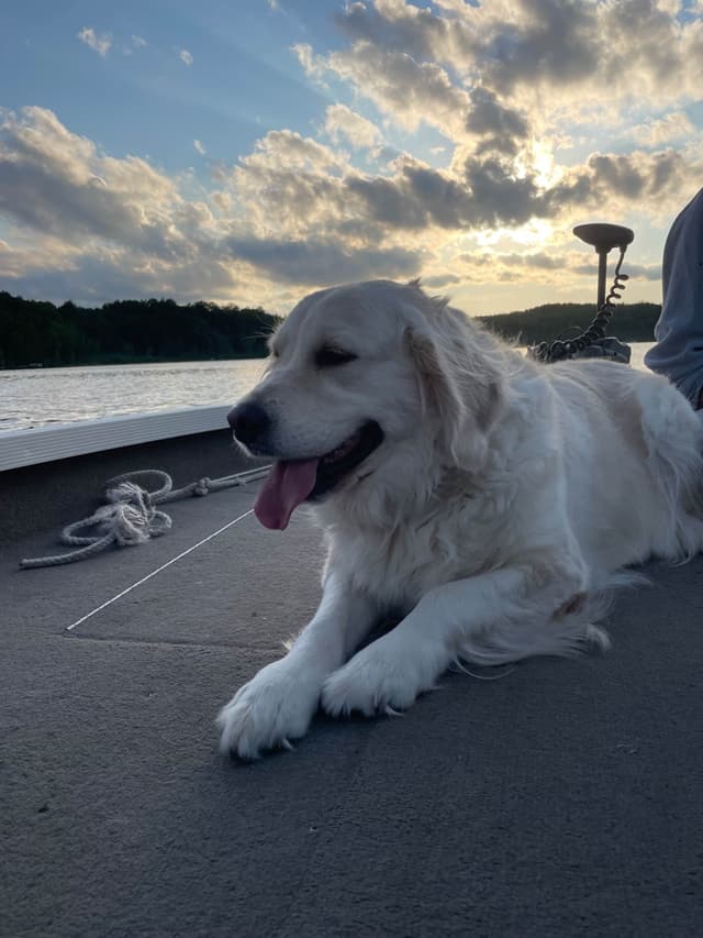 Golden Retriever Puppies media 9