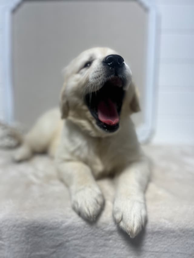 Golden Retriever Puppies media 10