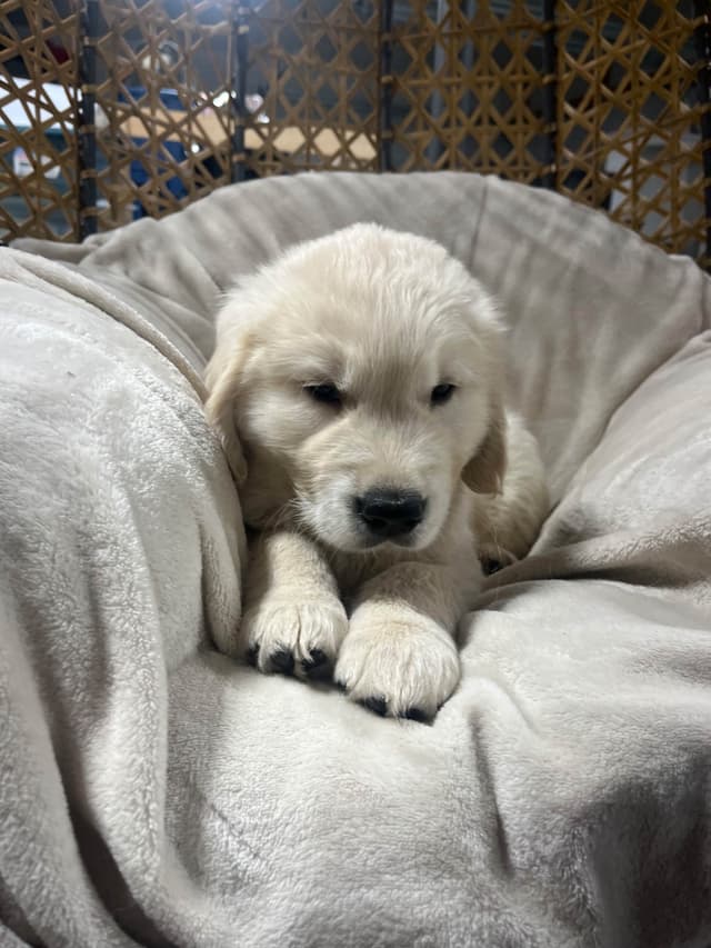 Golden Retriever Puppies media 12