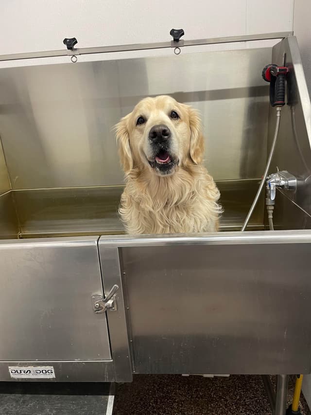 Golden Retriever Puppies media 13