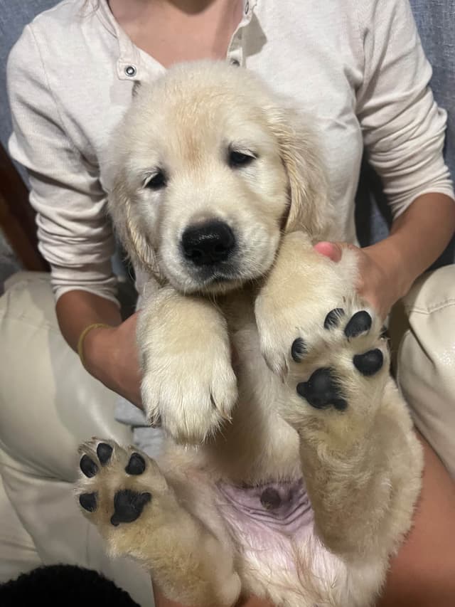 Golden Retriever Puppies media 14
