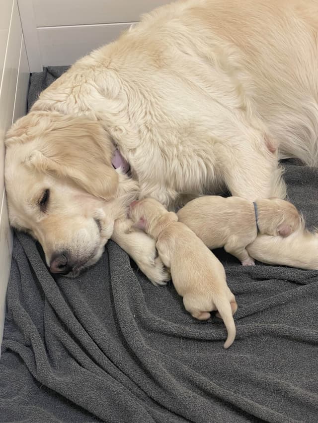Golden Retriever Puppies media 15