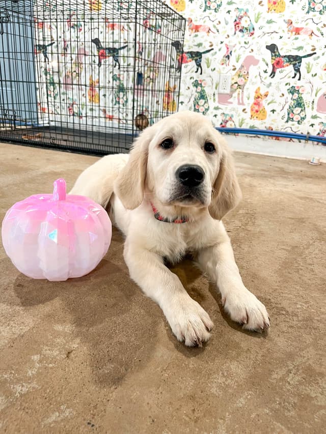 Golden Retriever Puppies media 16