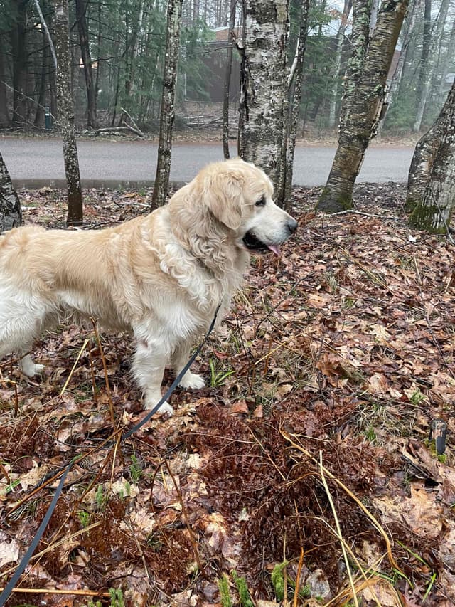Golden Retriever Puppies media 17