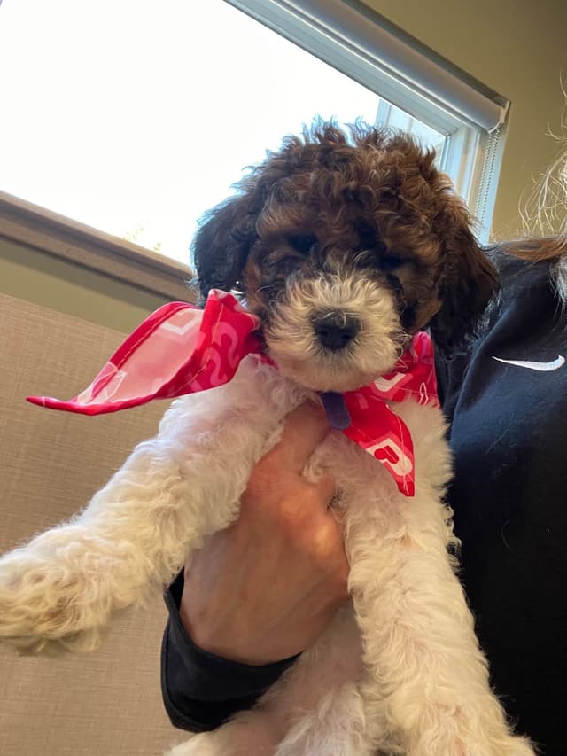 Moyen Poodle Pups media 3