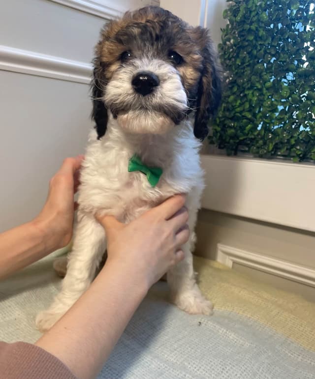 Moyen Poodle Pups media 4