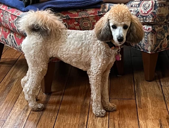 Moyen Poodle Pups media 5