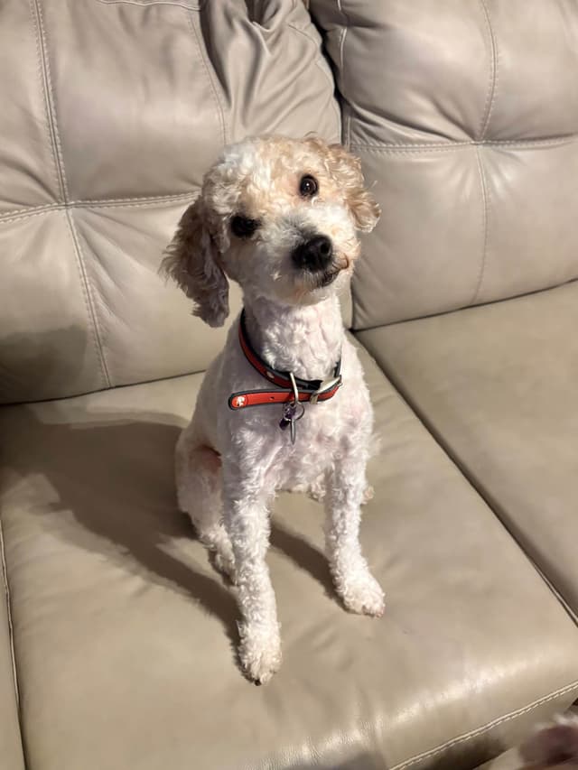 Moyen Poodle Pups media 6