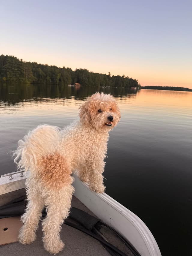 Moyen Poodle Pups media 7