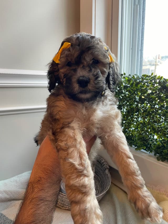 Moyen Poodle Pups media 9