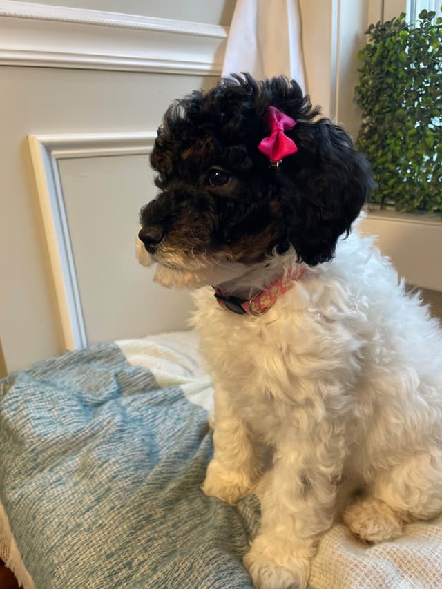 Moyen Poodle Pups media 10