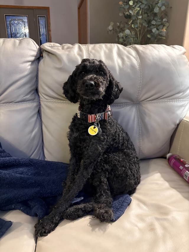 Moyen Poodle Pups media 11