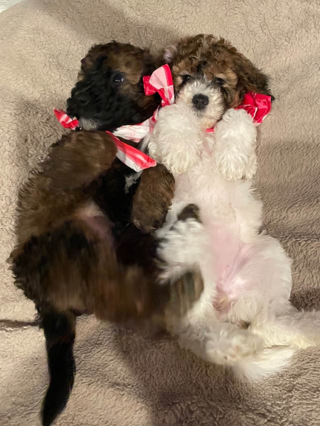 Moyen Poodle Pups media 12