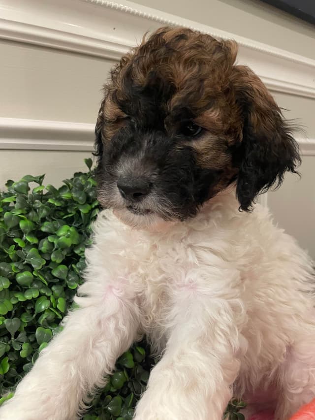 Moyen Poodle Pups media 13