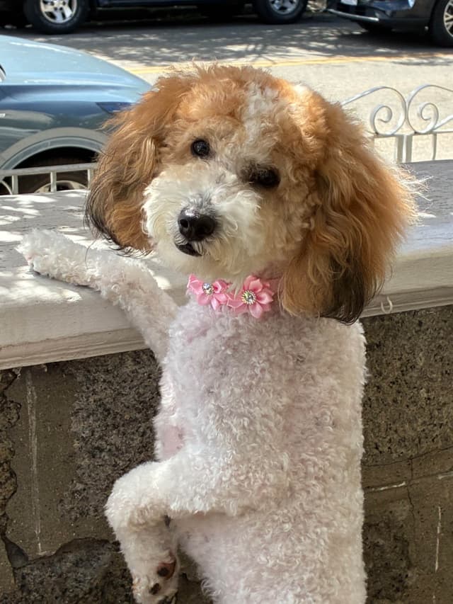 Moyen Poodle Pups media 14