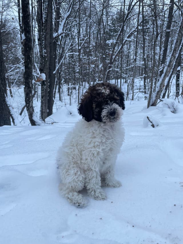 Moyen Poodle Pups media 16