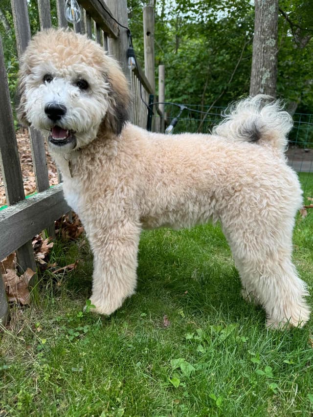 Moyen Poodle Pups media 17
