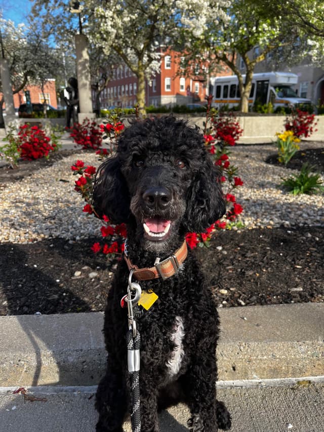 Moyen Poodle Pups media 18
