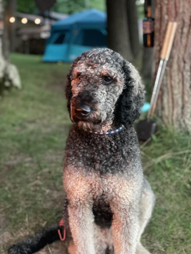 Moyen Poodle Pups media 19