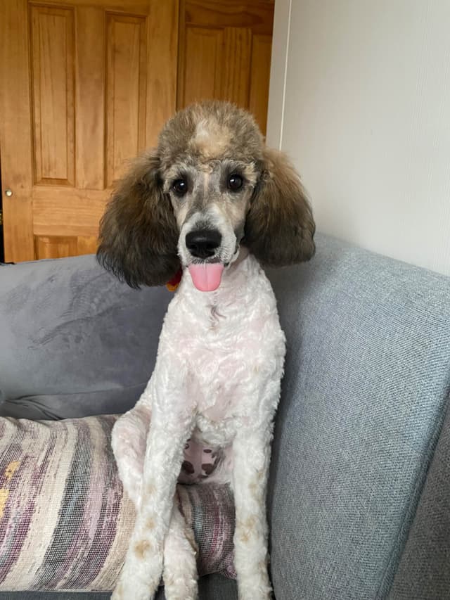 Moyen Poodle Pups media 20
