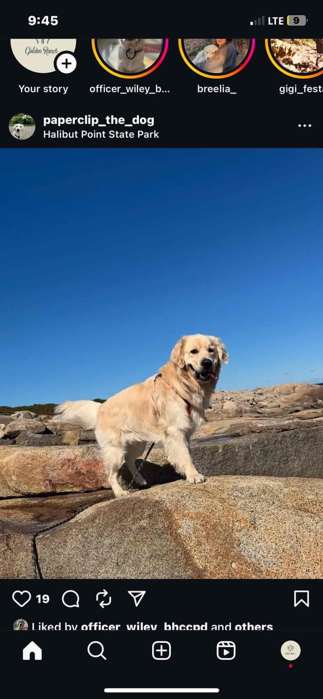 English Cream Golden Retriever Puppies media 2