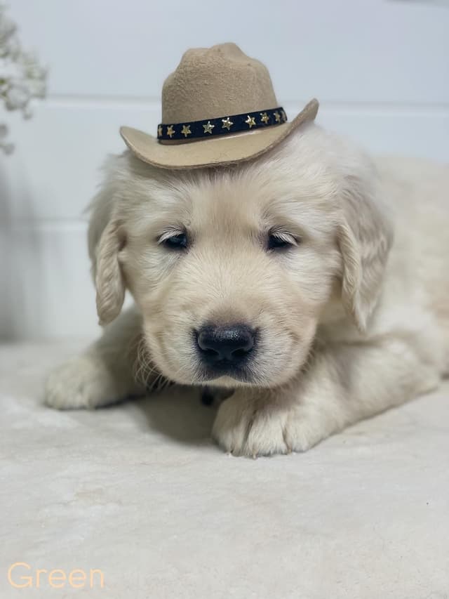 English Cream Golden Retriever Puppies media 3