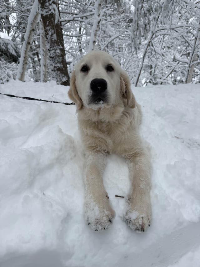 English Cream Golden Retriever Puppies media 7