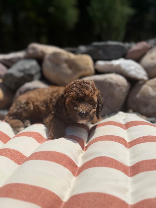 Poodle Puppies media 2
