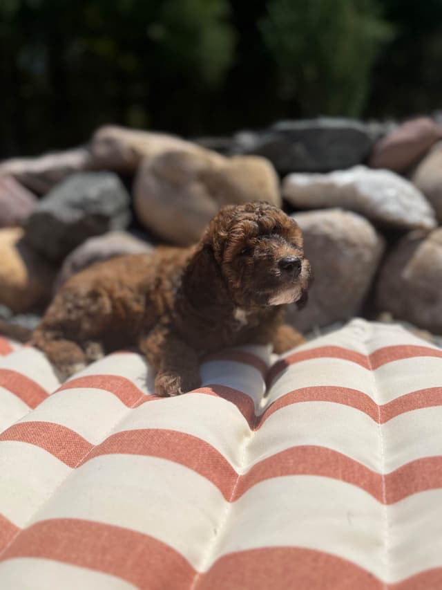 Poodle Puppies media 3