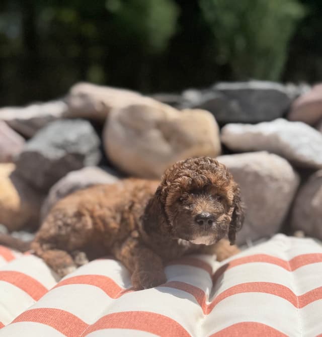 Poodle Puppies media 4