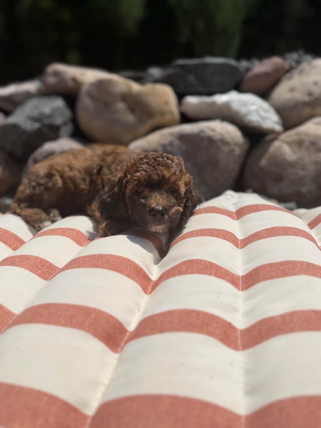 Poodle Puppies media 5