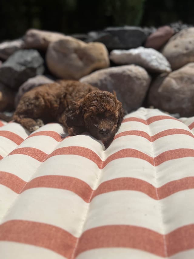 Poodle Puppies media 6