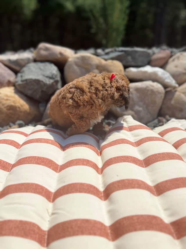 Poodle Puppies media 7