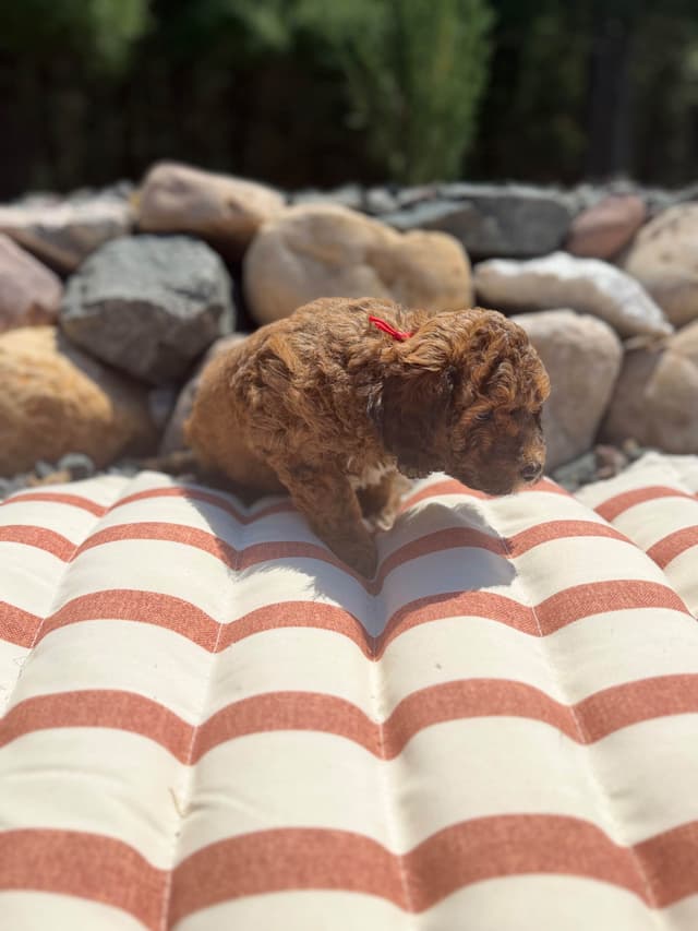 Poodle Puppies media 8