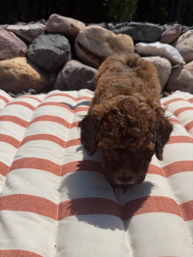 Poodle Puppies media 9