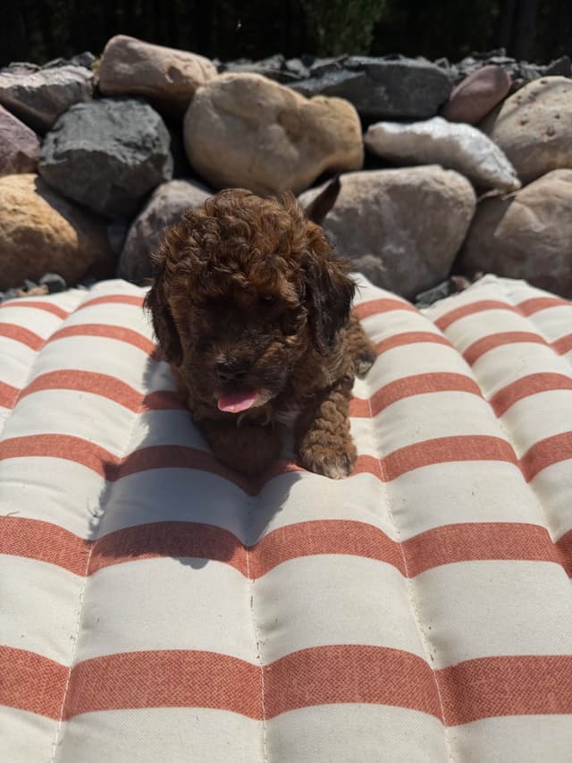 Poodle Puppies media 10