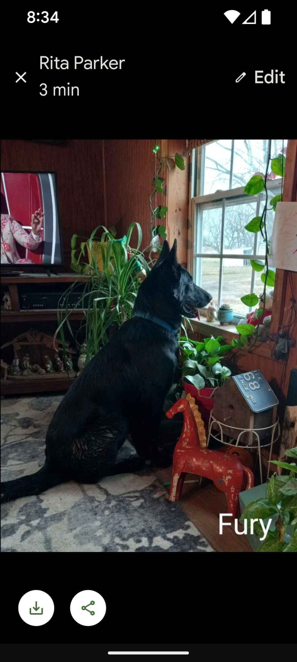 German Shepherd Dog Puppies breeder image 1