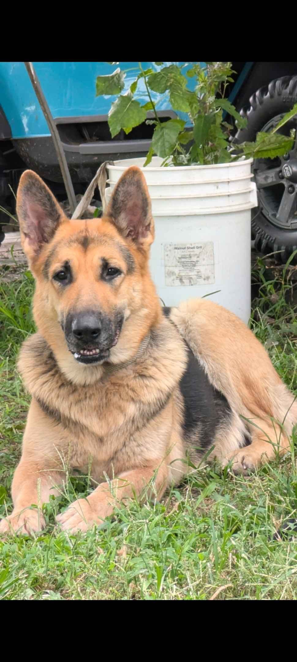 German Shepherd Dog Puppies breeder image 3
