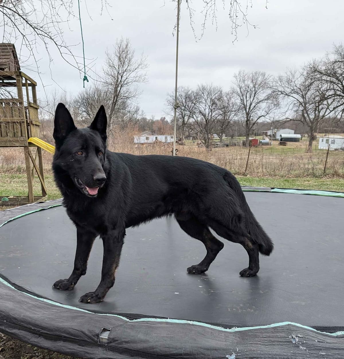 German Shepherd Dog Puppies breeder image 6