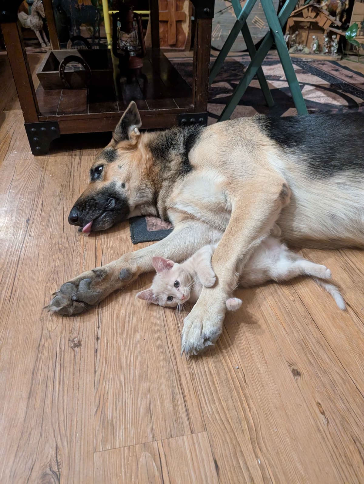 German Shepherd Dog Puppies breeder image 7