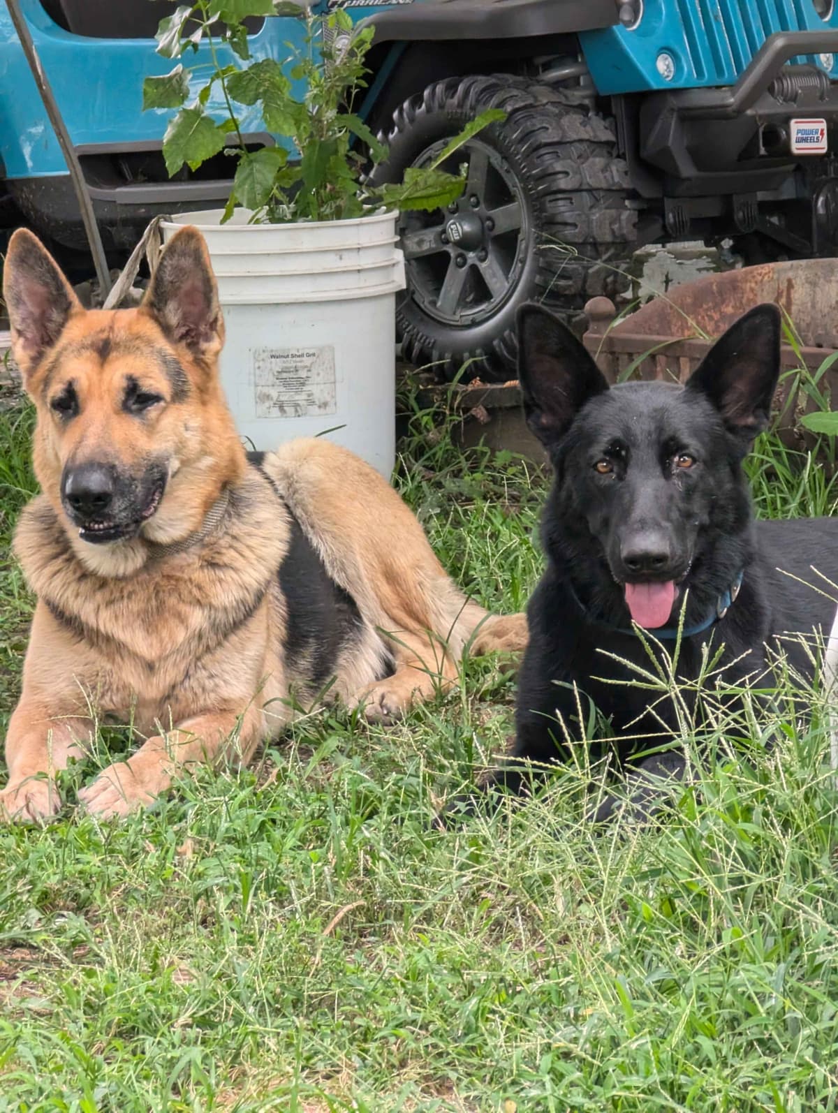 German Shepherd Dog Puppies breeder image 8